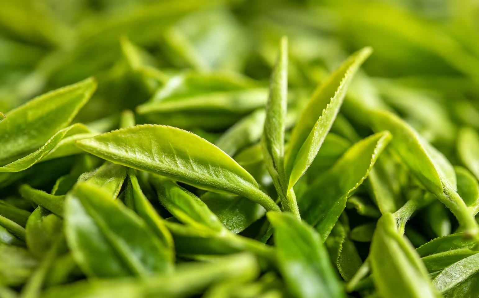 Smart Manufacturing Trend: Leading China Tea Weighing Machine Supplier Launches New High-precision Equipment
