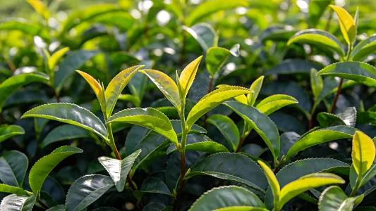 China Tea Weighing Machine Manufacturer Rides Green Manufacturing Wave to Expand Overseas Footprint